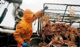 记者爆料帝王蟹视频播放,海洋珍馐的奢华诱惑